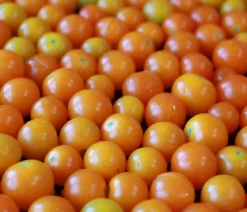 Cherrytomate 'Sungold'