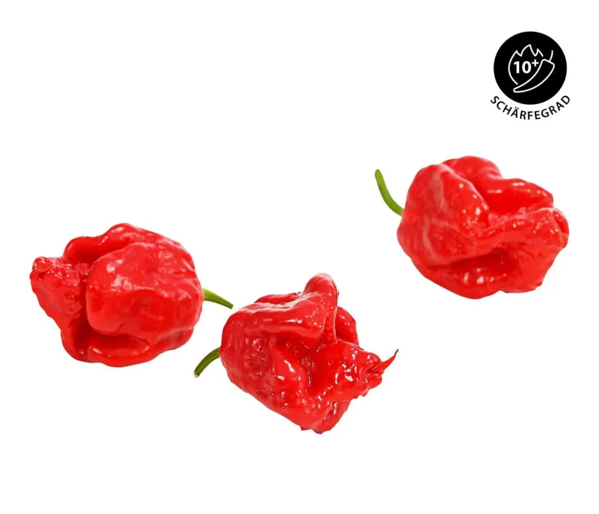 Chili 'Carolina Reaper'