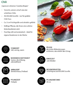 Chili 'Carolina Reaper'