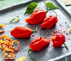 Chili 'Carolina Reaper'