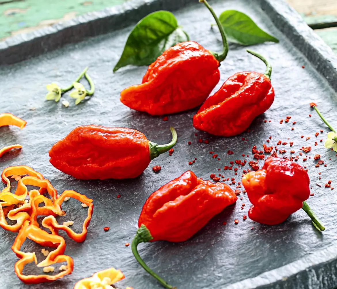 Chili 'Carolina Reaper'