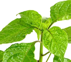 Chili 'Carolina Reaper'