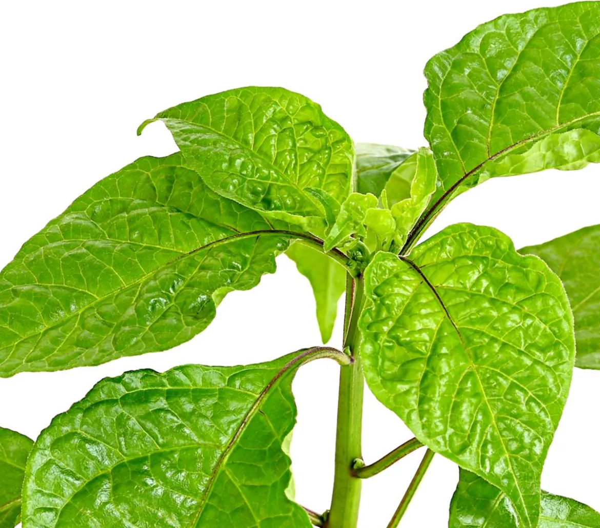 Chili 'Carolina Reaper'