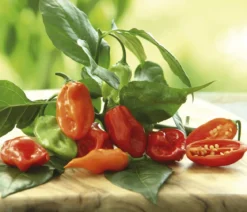 Chili 'Habanero', orange