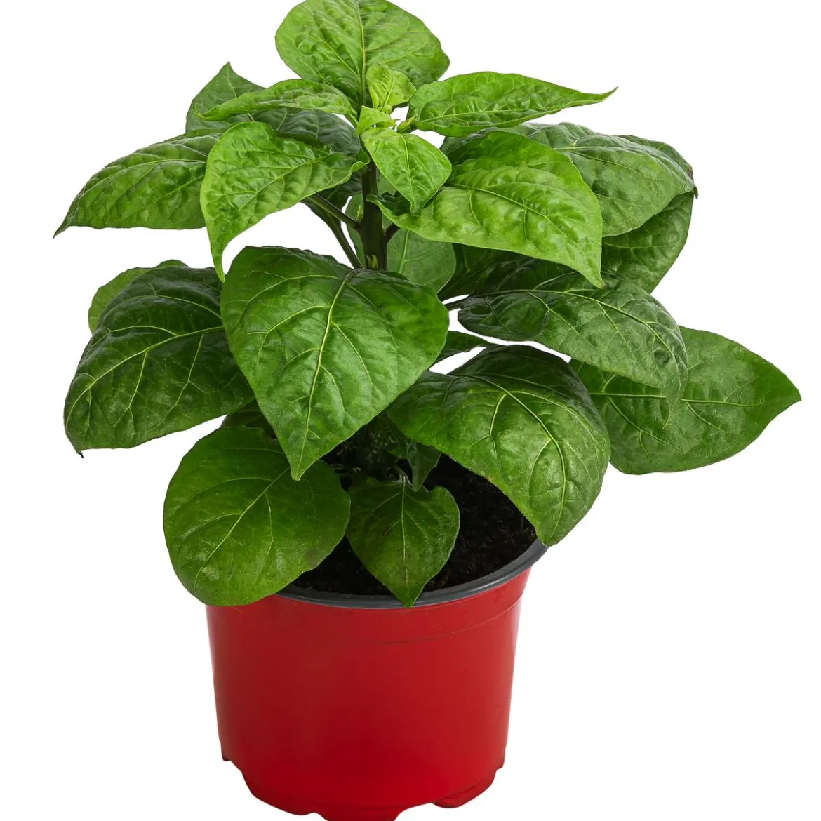 Chili 'Habanero', orange