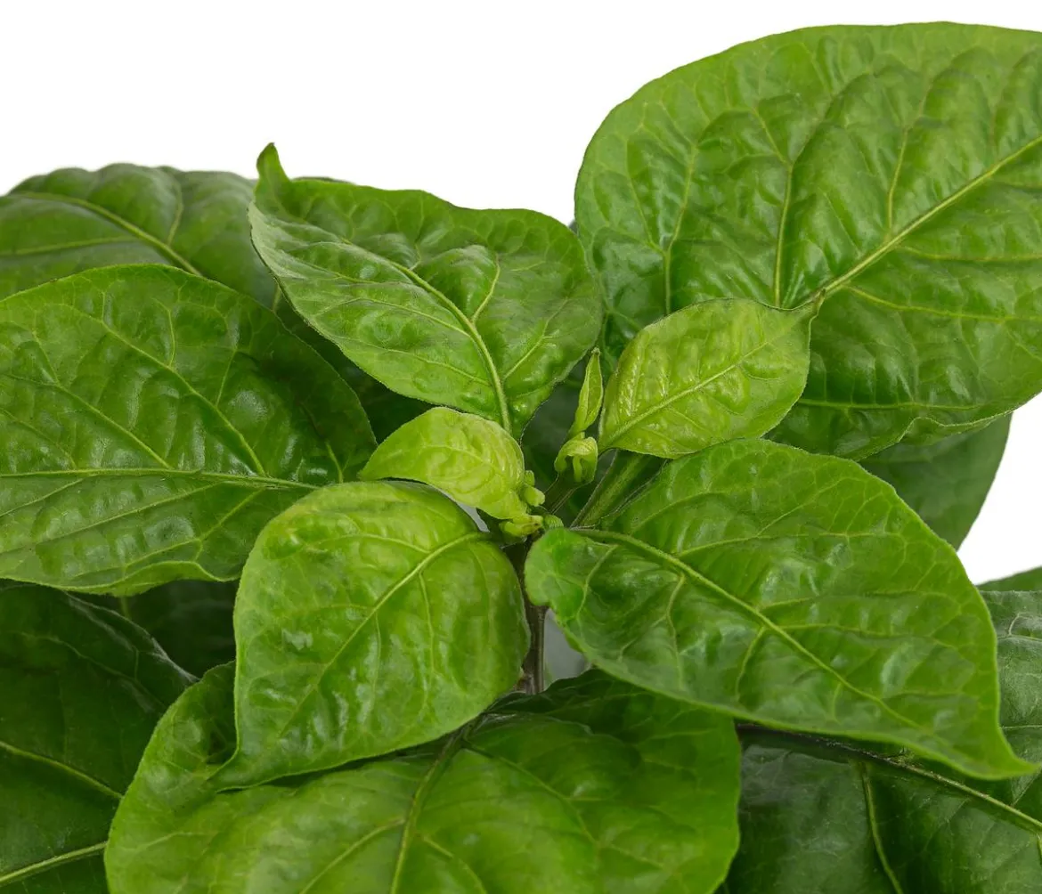 Chili 'Habanero', orange