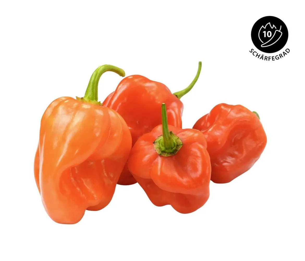 Chili 'Habanero', orange