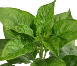 Chili 'Habanero', rot