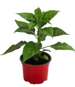 Chili 'Habanero', rot