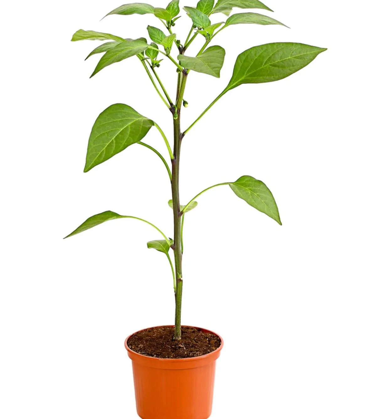 Chili 'Jalapeño'