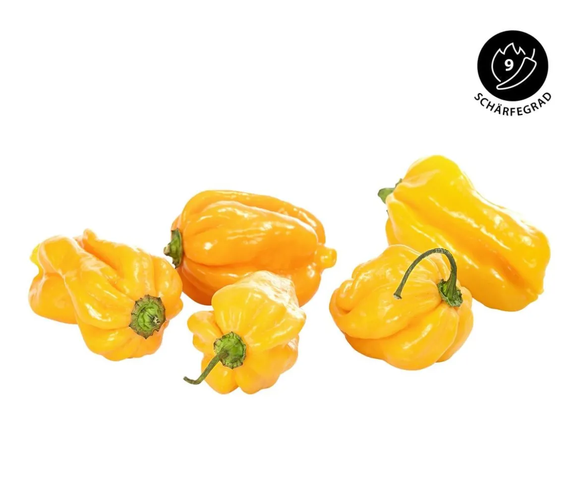 Chili 'Scotch Bonnet'