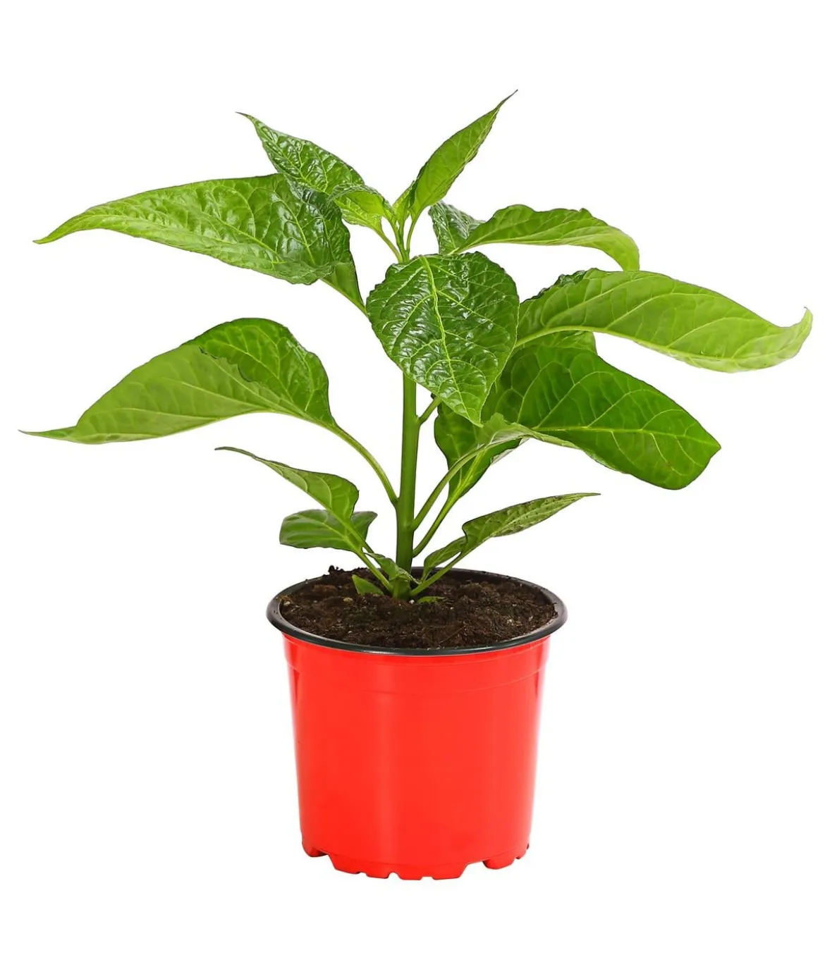 Chili 'Scotch Bonnet'