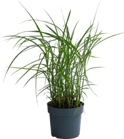 Chinaschilf 'Ferner Osten'