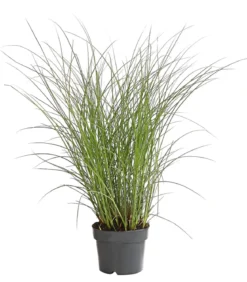 Chinaschilf 'Gracillimus'
