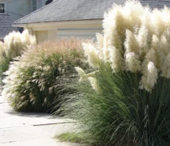 Chinaschilf 'Gracillimus'