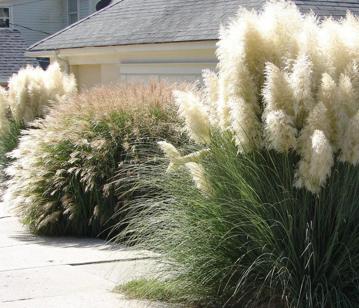 Chinaschilf 'Gracillimus'