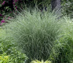 Chinaschilf 'Morning Light'
