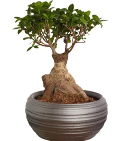 Chinesische Feige - Ficus microcarpa 'Ginseng', in Keramik, verschiedene Farben