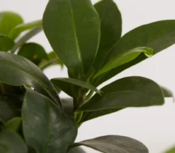 Chinesische Feige - Ficus microcarpa 'Ginseng', in Keramik, verschiedene Farben