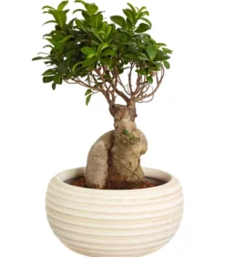 Chinesische Feige - Ficus microcarpa 'Ginseng', in Keramik, verschiedene Farben