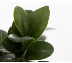 Chinesische Feige - Ficus microcarpa 'Ginseng', Schale