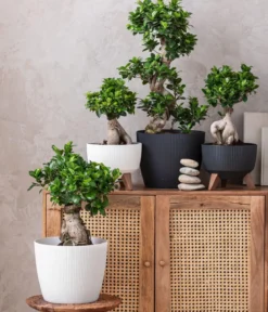 Chinesische Feige - Ficus microcarpa 'Ginseng', Schale
