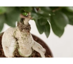 Chinesische Feige - Ficus microcarpa 'Ginseng', Schale