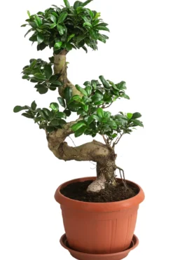 Chinesische Feige - Ficus microcarpa 'Ginseng', S-Form