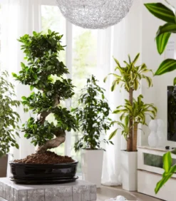 Chinesische Feige - Ficus microcarpa 'Ginseng', S-Form