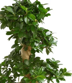 Chinesische Feige - Ficus microcarpa 'Ginseng', S-Form