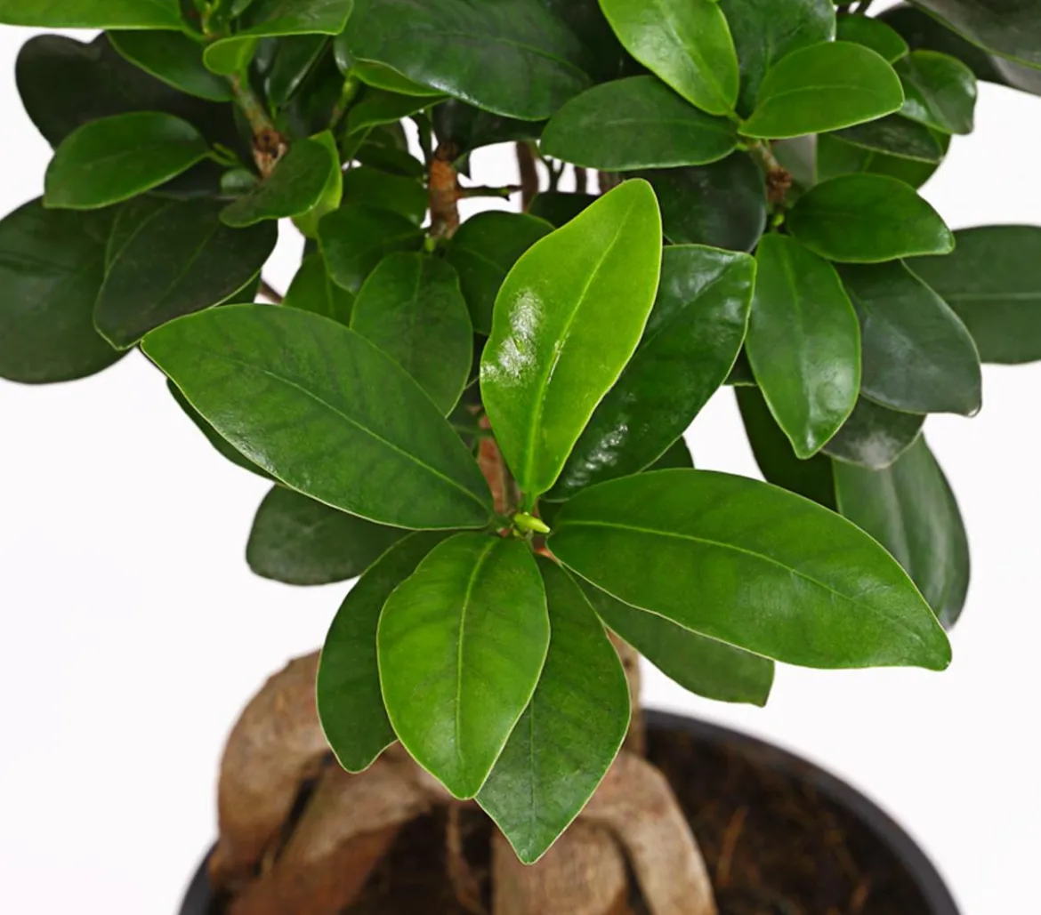 Chinesische Feige - Ficus microcarpa 'Ginseng'