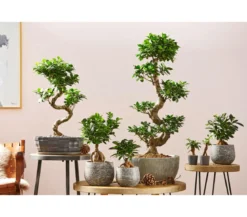 Chinesische Feige - Ficus microcarpa 'Ginseng'