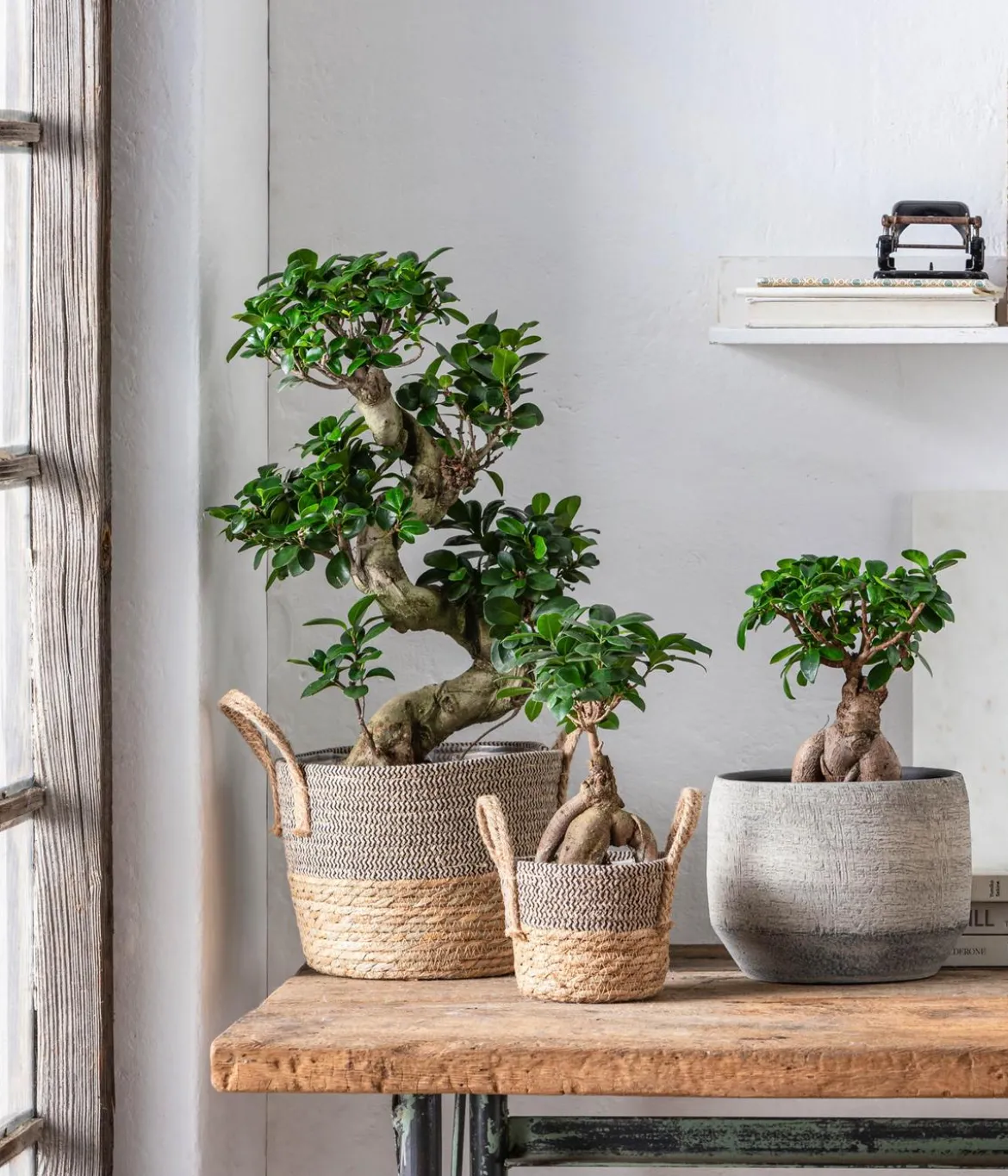 Chinesische Feige - Ficus microcarpa 'Ginseng'