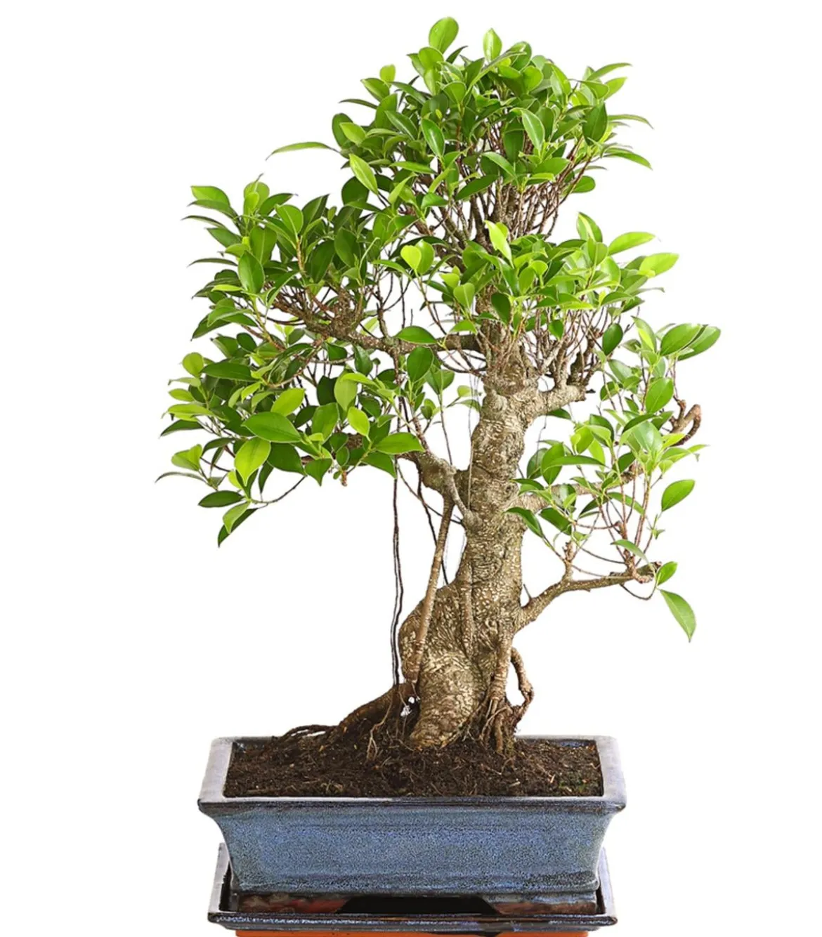 Chinesische Feige - Ficus retusa 'Ginseng', in Keramik, eckig
