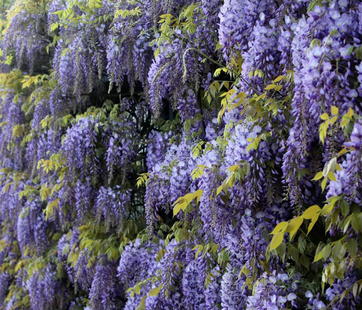 Chinesischer Blauregen - Wisterie, blau