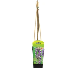 Chinesischer Blauregen - Wisterie, blau
