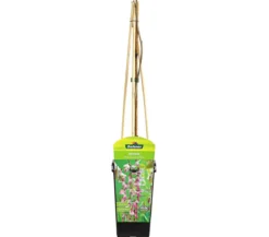 Chinesischer Blauregen - Wisterie, rosa