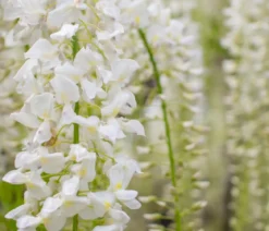 Chinesischer Blauregen - Wisterie, weiß