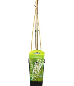 Chinesischer Blauregen - Wisterie, weiß