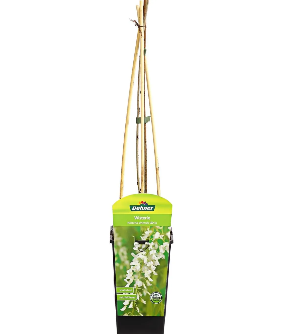 Chinesischer Blauregen - Wisterie, weiß