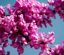 Chinesischer Judasbaum 'Avondale'