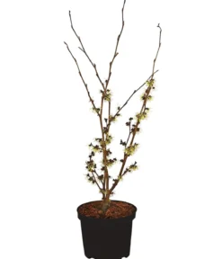 Chinesische Zaubernuss