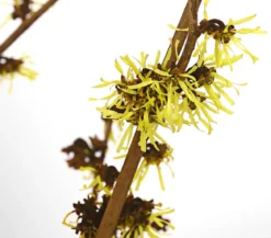 Chinesische Zaubernuss