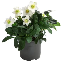 Christrose