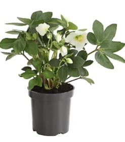 Christrose