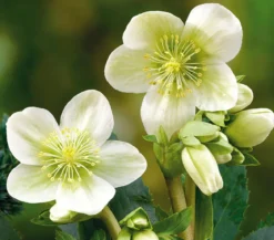 Christrose