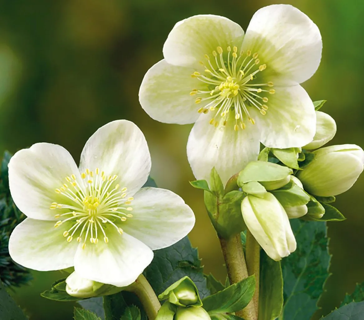 Christrose