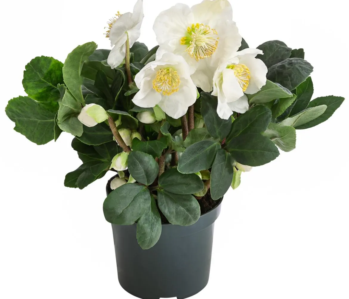 Christrose 'Christmas Carol'