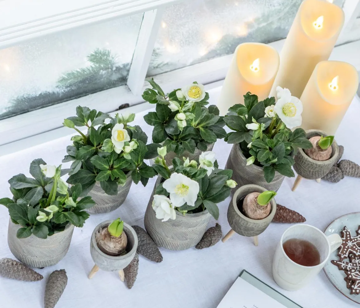 Christrose 'Christmas Carol'