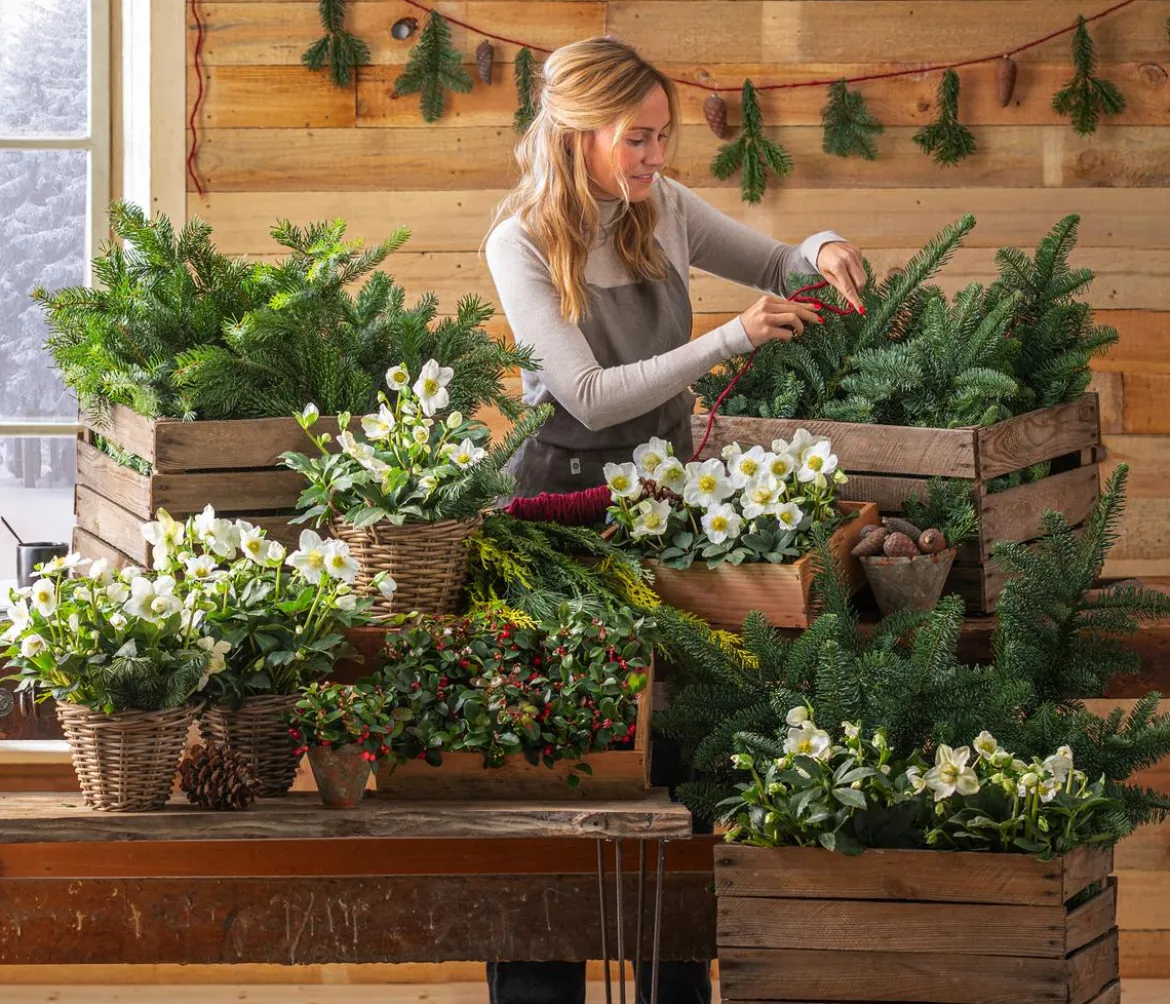 Christrose 'Christmas Carol'
